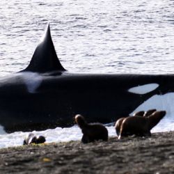 La costa de la Península Valdés se convierte en escenario de uno de los comportamientos predatorios más fascinantes del reino animal: el varamiento intencional de las orcas.