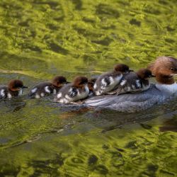Una serreta grande, apodada Justyna, guía a sus patitos desde el Parque Lazienkowski, en el centro de Varsovia, hacia el río Vístula, bajo la atenta mirada de voluntarios y empleados del departamento de parques de la ciudad, en Varsovia, Polonia. Cada año, los patitos emprenden esta arriesgada ruta desde el parque céntrico donde nacen hasta el río Vístula, que atraviesa la capital polaca, movilizando a los residentes que se apresuran a garantizar su paso seguro. | Foto:WOJTEK RADWANSKI / AFP