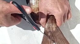 3004_PESCA