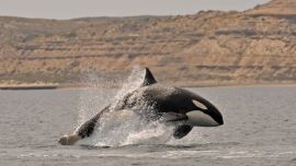 Las orcas de esta región son mundialmente conocidas por desarrollar una estrategia de alimentación extraordinaria llamada varamiento intencional.