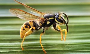 Avispas chaquetas amarillas