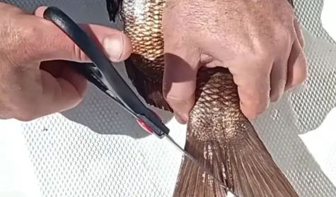 3004_PESCA