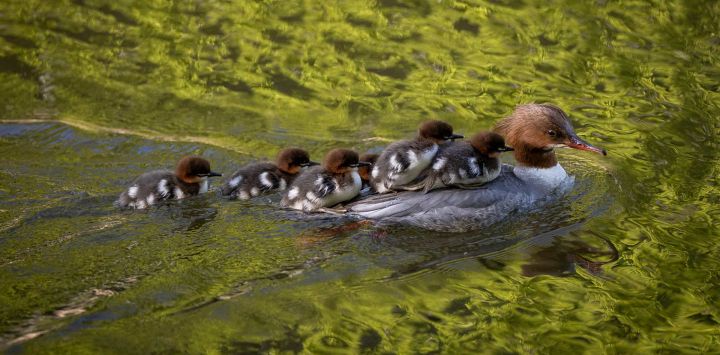 Una serreta grande, apodada Justyna, guía a sus patitos desde el Parque Lazienkowski, en el centro de Varsovia, hacia el río Vístula, bajo la atenta mirada de voluntarios y empleados del departamento de parques de la ciudad, en Varsovia, Polonia. Cada año, los patitos emprenden esta arriesgada ruta desde el parque céntrico donde nacen hasta el río Vístula, que atraviesa la capital polaca, movilizando a los residentes que se apresuran a garantizar su paso seguro.