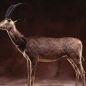 Ciencia y conservación: el plan para “resucitar” al bluebuck, el antílope extinguido hace 230 años