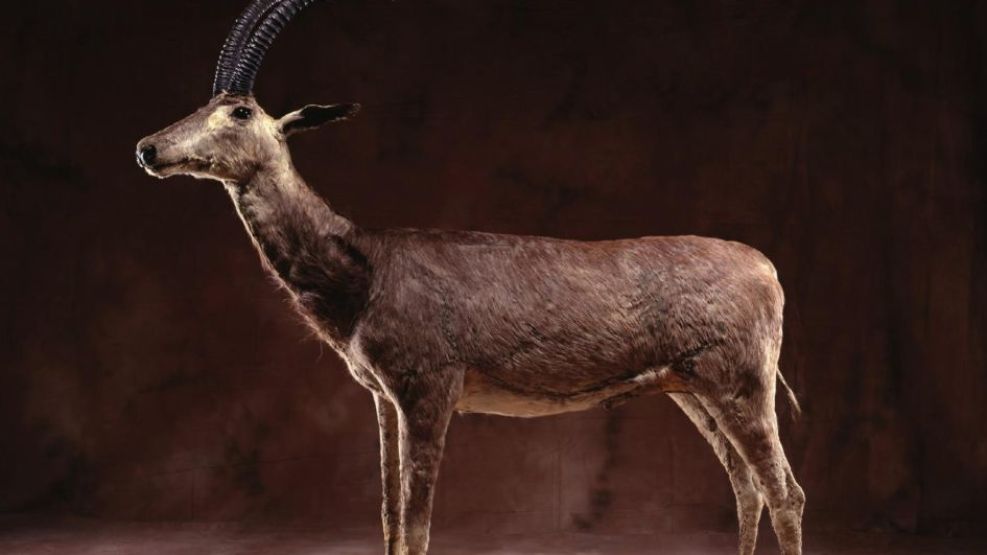 bluebuck