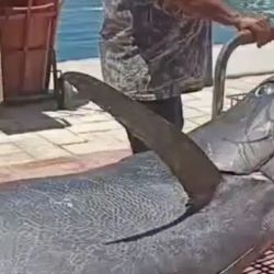 El tamaño del marlín despertó inmediatamente comparaciones con los torneos más prestigiosos del mundo, como el Bisbee’s Black & Blue Tournament, donde piezas de este calibre pueden asegurar premios millonarios. 