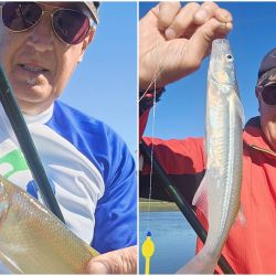 La mojarra mediana, encarnada de cola a cabeza, funcionó bien en el arranque. Sin embargo, cuando la actividad decayó, el cambio a filet de dientudo permitió reactivar el pique. La profundidad también fue determinante: los mejores resultados se dieron a apenas 10 cm, confirmando que el peje estaba comiendo muy arriba.