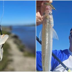 La mojarra mediana, encarnada de cola a cabeza, funcionó bien en el arranque. Sin embargo, cuando la actividad decayó, el cambio a filet de dientudo permitió reactivar el pique. La profundidad también fue determinante: los mejores resultados se dieron a apenas 10 cm, confirmando que el peje estaba comiendo muy arriba.