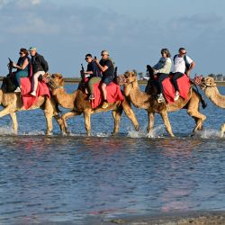 Turistas franceses pasean en camello por una laguna en la isla turística de Djerba, al sur de Túnez. La peregrinación judía de este año a la isla tunecina de Djerba recibirá a más fieles tras dos años de participación reducida por motivos de seguridad, según anunciaron los organizadores. La peregrinación a la sinagoga de Ghriba, la más antigua de África, ha atraído en el pasado a miles de peregrinos de Europa y otros lugares, así como a turistas internacionales y locales. | Foto:FETHI BELAID / AFP