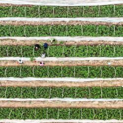 Vista aérea tomada con un dron de un agricultor trabajando en una base de cultivo de batatas, en la aldea de Lingshan del poblado de Kejing, en la ciudad de Jiyuan de la provincia de Henan, en el centro de China. | Foto:Xinhua/Miao Qiunao