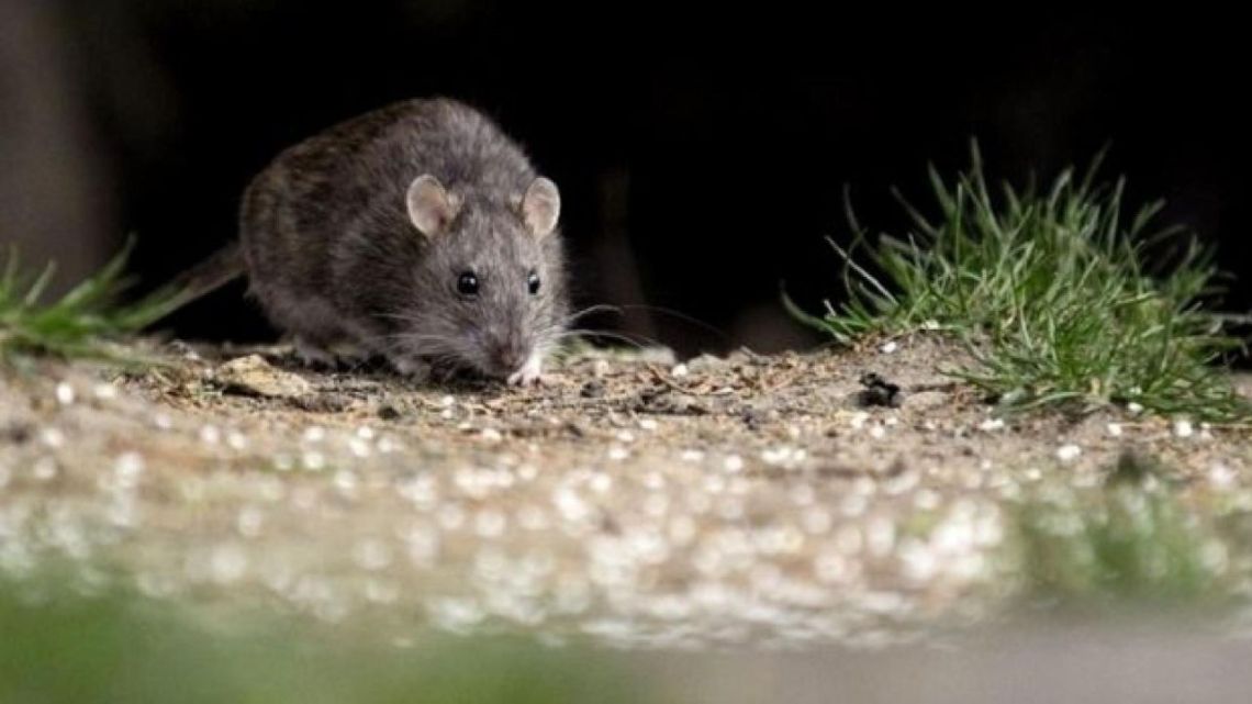 Hantavirus, the disease which has caused a deadly outbreak on a cruise ship in the southern Atlantic, circulates in rodents and can be deadly when transmitted to humans.
