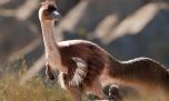 Científicos argentinos descubren un gigantesco dinosaurio con forma de ave