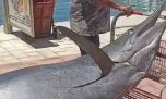 Gigante del océano: marlín negro de 317 kg sorprende en Cabo San Lucas