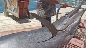 0405_pesca