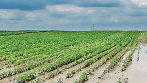 Campo: anticipan cambios de clima importantes para los próximos días. 