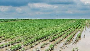 Campo: anticipan cambios de clima importantes para los próximos días. 