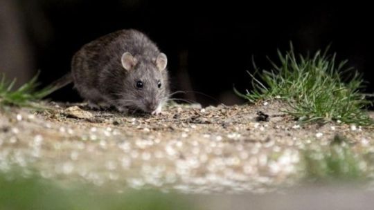 Hantavirus: spread by rodents, potentially fatal, with no specific cure