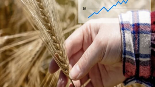 El trigo se dispara por la guerra y la menor oferta global: ¿cambian los planes de siembra de los productores argentinos?