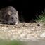 Hantavirus: spread by rodents, potentially fatal, with no specific cure