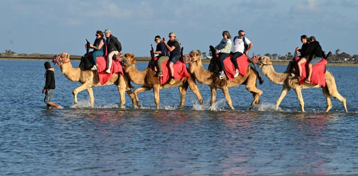 Turistas franceses pasean en camello por una laguna en la isla turística de Djerba, al sur de Túnez. La peregrinación judía de este año a la isla tunecina de Djerba recibirá a más fieles tras dos años de participación reducida por motivos de seguridad, según anunciaron los organizadores. La peregrinación a la sinagoga de Ghriba, la más antigua de África, ha atraído en el pasado a miles de peregrinos de Europa y otros lugares, así como a turistas internacionales y locales.