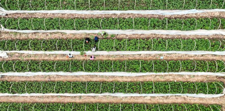 Vista aérea tomada con un dron de un agricultor trabajando en una base de cultivo de batatas, en la aldea de Lingshan del poblado de Kejing, en la ciudad de Jiyuan de la provincia de Henan, en el centro de China.