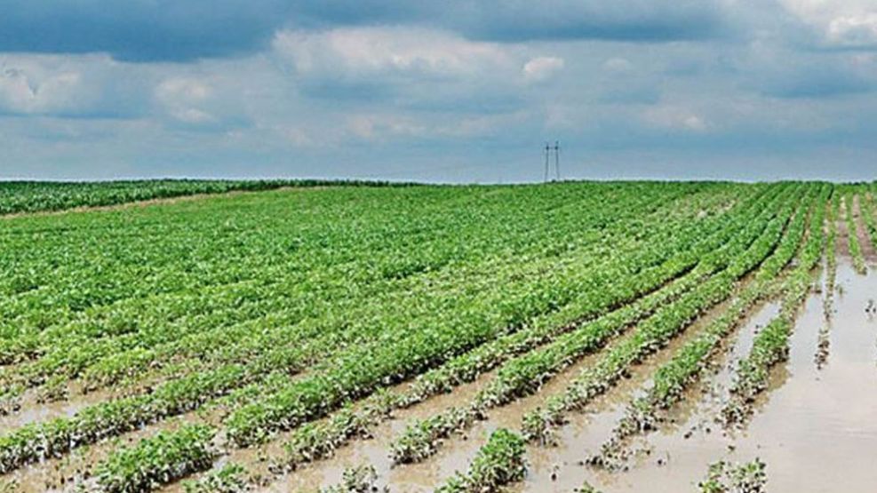 Campo: anticipan cambios de clima importantes para los próximos días. 