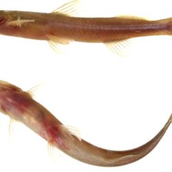 El Phenacorhamdia bermejo se distingue por características muy particulares. Entre ellas, sobresalen sus largas barbillas maxilares, que pueden extenderse más allá de las aletas pectorales e incluso alcanzar el origen de la aleta dorsal. Además, presenta un tono marrón rojizo uniforme, rasgo que inspiró su nombre específico.
