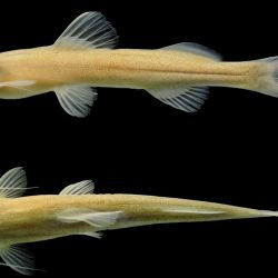 El Phenacorhamdia bermejo se distingue por características muy particulares. Entre ellas, sobresalen sus largas barbillas maxilares, que pueden extenderse más allá de las aletas pectorales e incluso alcanzar el origen de la aleta dorsal. Además, presenta un tono marrón rojizo uniforme, rasgo que inspiró su nombre específico.