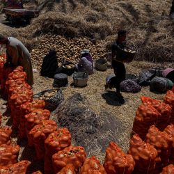 Los agricultores recolectan las patatas cosechadas antes de enviarlas, en un campo de la aldea de Maraziq, a unos 30 kilómetros al sur de Giza, Egipto. | Foto:Khaled Desouki / AFP