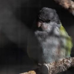  Con estas nuevas libertades, Mendoza reafirma su postura de respeto hacia la vida silvestre y la protección activa de su rica fauna regional.