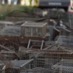 El proceso de recuperación fue largo y requirió el esfuerzo coordinado de veterinarios y especialistas en comportamiento animal.