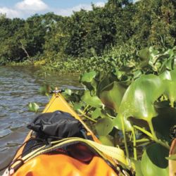 La nueva delimitación del área natural protegida Parque Nacional Esteros de Farrapos e Islas del Río Uruguay eleva la superficie del parque a 21.565 hectáreas en total