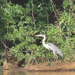 Alberga a una gran y rica variedad de aves y animales silvestres.
