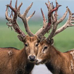 Imagen de ciervos milú en la Reserva Natural Nacional de Ciervos Milú de Shishou, en la provincia de Hubei, en el centro de China. Después de años de esfuerzos, la población de ciervos milú en la reserva natural superó los 2.900 ejemplares a finales de 2025. | Foto:Xinhua/Wu Zhizun