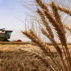 Una cosechadora opera en un campo de trigo en la aldea de Marajah, distrito de Mishkhab, al norte de Nayaf, ciudad central de Irak. En Nayaf, la agricultura en zonas desérticas se ha expandido significativamente, y las autoridades agrícolas locales afirman que los rendimientos de los cultivos han aumentado gracias a los nuevos métodos de riego y al incremento de las lluvias este invierno. | Foto:AHMAD AL-RUBAYE / AFP