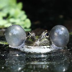 Una rana verde (Pelophylax) infla sus sacos vocales mientras croa para atraer a una pareja y marcar su territorio en un estanque en La Barben, sureste de Francia. | Foto:Thibaud Moritz / AFP
