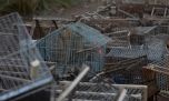Regresan a su hábitat aves rescatadas del tráfico ilegal en Mendoza