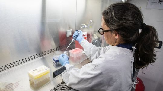 Hantavirus: Argentina investiga el origen del contagio
