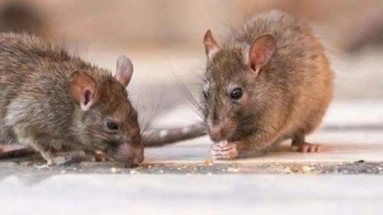 Argentina's Health Ministry says experts will travel to Ushuaia to test rodents for hantavirus