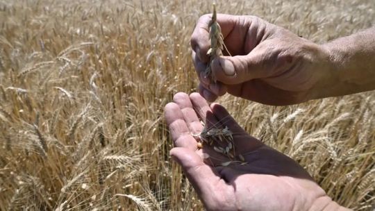 Mejoras en el precio del trigo: “El pico de cosecha en diciembre está en unos 230 dólares”