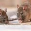 Argentina's Health Ministry says experts will travel to Ushuaia to test rodents for hantavirus