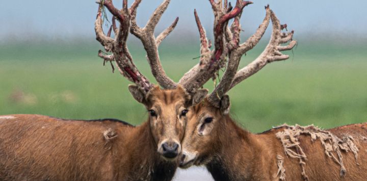 Imagen de ciervos milú en la Reserva Natural Nacional de Ciervos Milú de Shishou, en la provincia de Hubei, en el centro de China. Después de años de esfuerzos, la población de ciervos milú en la reserva natural superó los 2.900 ejemplares a finales de 2025.
