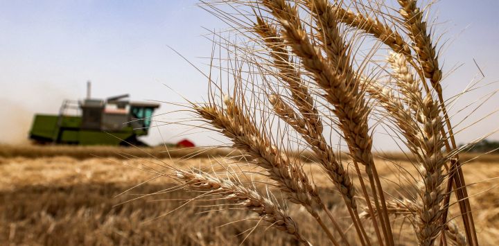 Una cosechadora opera en un campo de trigo en la aldea de Marajah, distrito de Mishkhab, al norte de Nayaf, ciudad central de Irak. En Nayaf, la agricultura en zonas desérticas se ha expandido significativamente, y las autoridades agrícolas locales afirman que los rendimientos de los cultivos han aumentado gracias a los nuevos métodos de riego y al incremento de las lluvias este invierno.