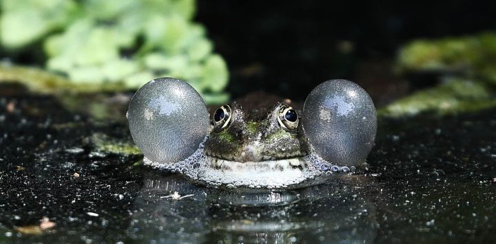 Una rana verde (Pelophylax) infla sus sacos vocales mientras croa para atraer a una pareja y marcar su territorio en un estanque en La Barben, sureste de Francia.