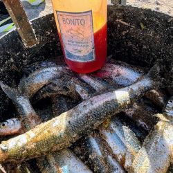 Con la llegada del frío, en Las Grutas todas las miradas apuntan al pejerrey de manila. Los primeros ejemplares ya comenzaron a aparecer, todavía sin grandes cantidades, pero con tamaños promisorios.