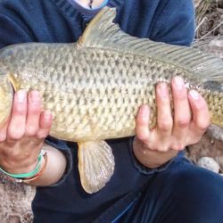 El informe, publicado en la revista científica Hydrobiologia, destaca que factores como el desarrollo económico, el comercio, la acuicultura, la pesca recreativa y el movimiento ornamental de especies favorecieron el aumento de introducciones. 