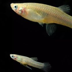 El informe, publicado en la revista científica Hydrobiologia, destaca que factores como el desarrollo económico, el comercio, la acuicultura, la pesca recreativa y el movimiento ornamental de especies favorecieron el aumento de introducciones. 