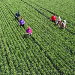 Agricultores deshierban un campo de trigo, en el subdistrito de Huangshan de la ciudad de Zouping, en la provincia de Shandong, en el este de China. Agricultores chinos de todo el país están ocupados con las labores del campo a principios del verano. | Foto:Xinhua/Dong Naide