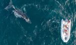 Te presentamos a Popa, la ballena que unió la Patagonia Azul con la Antártida en tiempo récord