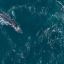 0705_ballena popa